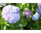 Hydrangea macrophylla Saint Claire