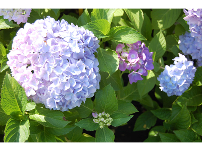 Hydrangea macrophylla