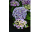 Hydrangea macrophylla Saxon Candy Heart Blue