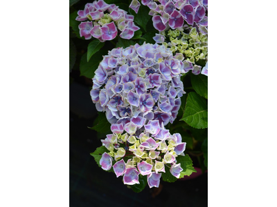 Hydrangea macrophylla