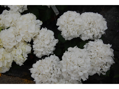 Hydrangea macrophylla