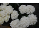 Hydrangea macrophylla Schneeball