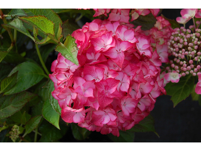 Hydrangea macrophylla