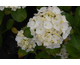 Hydrangea macrophylla Soeur Therese