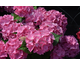 Hydrangea macrophylla Music Collection Soft Pink Salsa