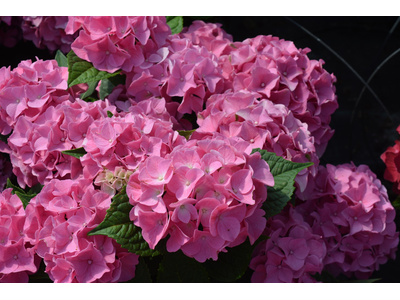 Hydrangea macrophylla