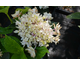 Hydrangea macrophylla Star Gazer