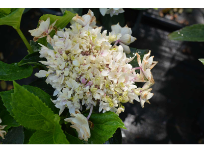 Hydrangea macrophylla