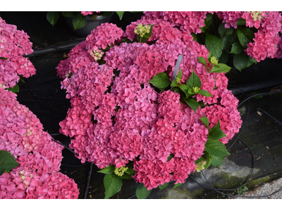 Hydrangea macrophylla