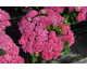 Hydrangea macrophylla