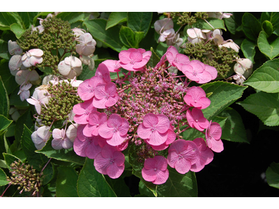 Hydrangea macrophylla