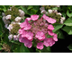 Hydrangea macrophylla