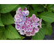 Hydrangea macrophylla Tivoli Blue