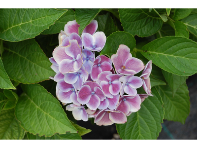Hydrangea macrophylla
