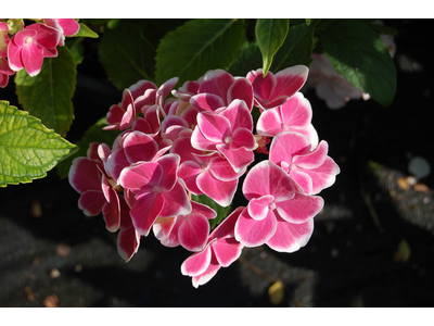 Hydrangea macrophylla