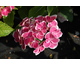 Hydrangea macrophylla Tivoli Red