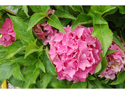 Hydrangea macrophylla