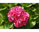 Hydrangea macrophylla Val du Loir