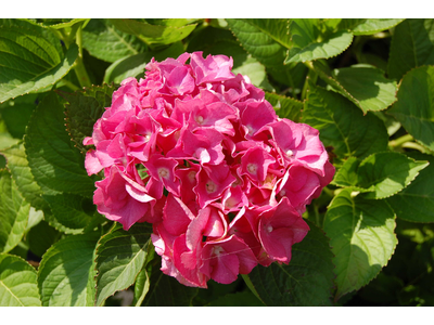 Hydrangea macrophylla