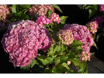 Hydrangea macrophylla