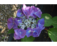 Hydrangea macrophylla