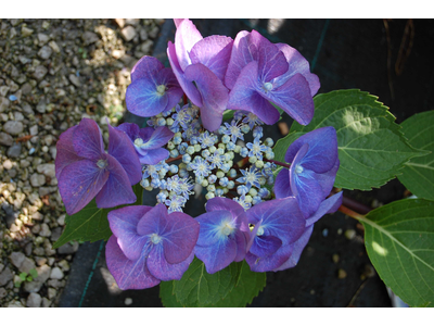 Hydrangea macrophylla