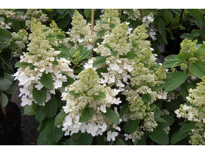 Hydrangea paniculata