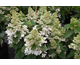 Hydrangea paniculata