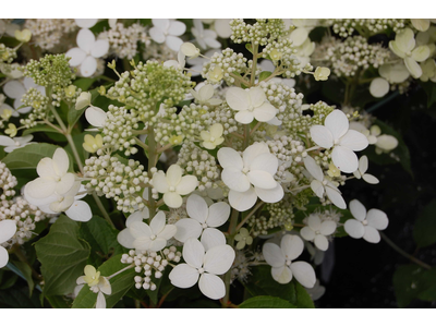 Hydrangea paniculata