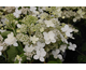 Hydrangea paniculata