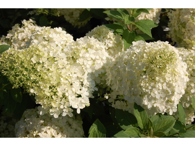 Hydrangea paniculata