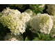 Hydrangea paniculata Bobo ®