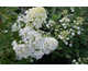 Hydrangea paniculata