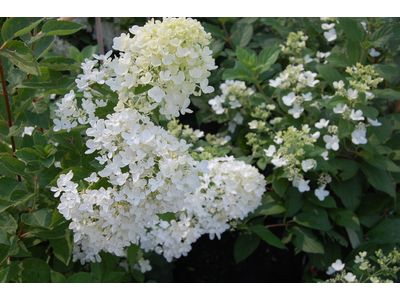 Hydrangea paniculata