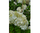 Hydrangea paniculata Bonfire ®