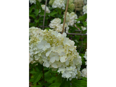 Hydrangea paniculata
