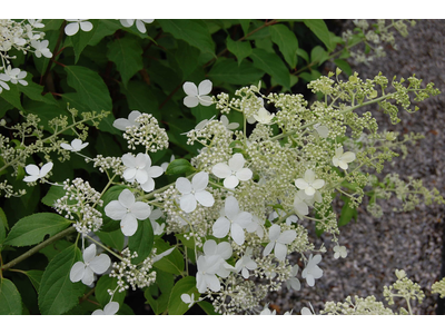 Hydrangea paniculata