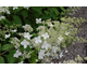 Hydrangea paniculata Brussel's Lace