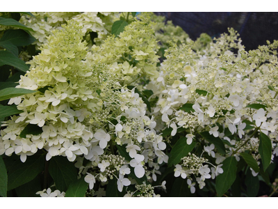 Hydrangea paniculata