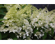Hydrangea paniculata Confetti