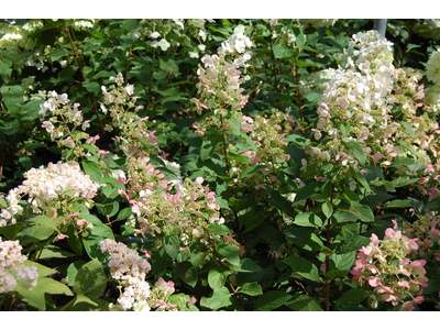 Hydrangea paniculata