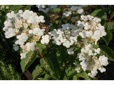 Hydrangea paniculata