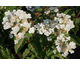 Hydrangea paniculata Dharuma