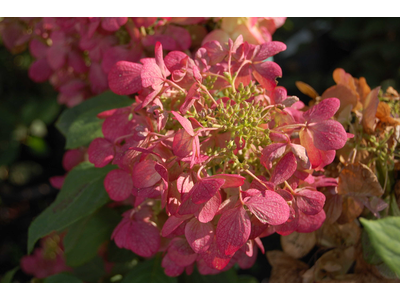 Hydrangea paniculata