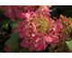 Hydrangea paniculata Diamant Rouge ®