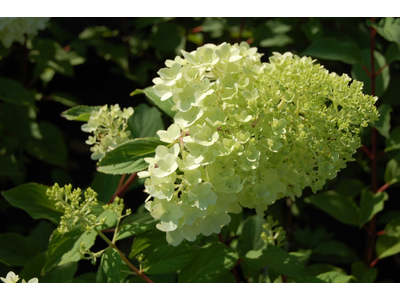 Hydrangea paniculata