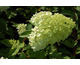 Hydrangea paniculata