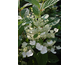 Hydrangea paniculata Early Sensation