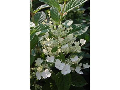 Hydrangea paniculata