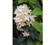 Hydrangea paniculata